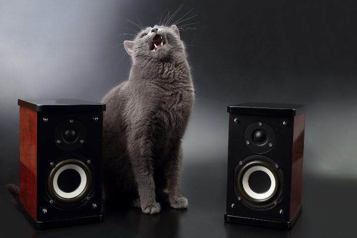 How To Protect Speakers From Cats
